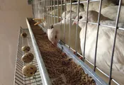 Бизнес на перепелках