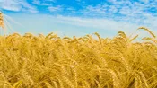 Земля Пашня 150 Гектар под пшеницу
