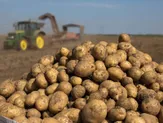 500 гектар земли — Пашня под картошку
