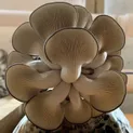 Теплица под грибы - вешенки