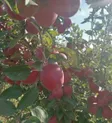 Яблоневый сад в Иссыке