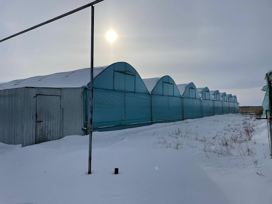 Теплица