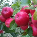 Продажа яблоневого сада в Маловодном