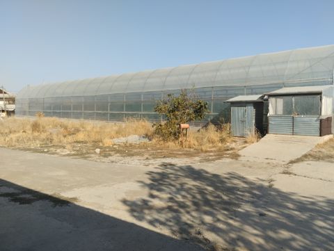 Теплица 2.5 гектара