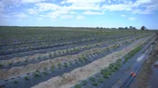 Доля в Агро ферме по выращиванию клубники
