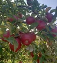 Яблоневый сад в Иссыке