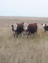 ПЕРСПЕКТИВНЫЙ животноводческий комплекс
