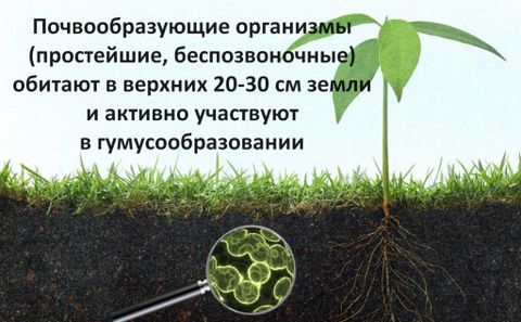 Теплица с фермой по разведению червей