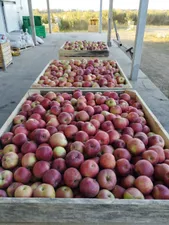 Яблоневый сад