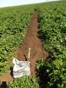 Высокодоходный агропроект с экспортом в Китай