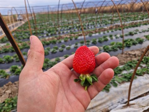 Ферма по выращиванию клубники