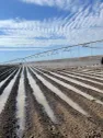 Высокодоходный агропроект с экспортом в Китай