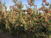 Интенсивный яблоневый сад