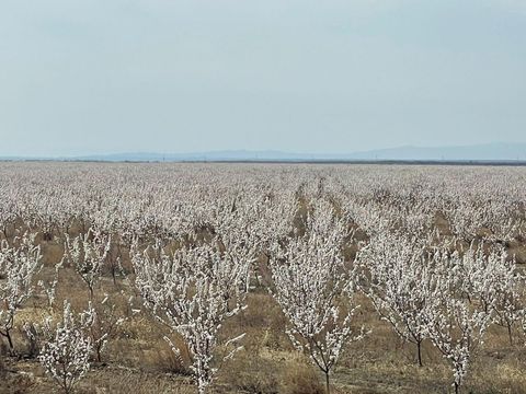 Крупный сад косточковых