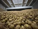 Высокодоходный агропроект с экспортом в Китай