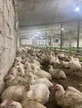 3 действующих сельскохозяйственных бизнеса