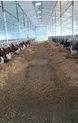 Молочно-товарная ферма в Бурабайском районе