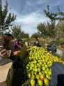 Садовое хозяйство — Агротуризм