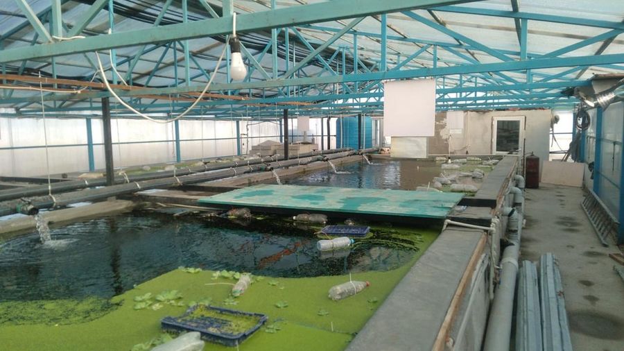 Производство креветок Розенберга