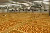 База для хранения овощей