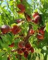 Интенсивный яблоневый и косточковый сад