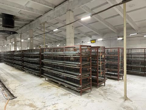 Перепелиная ферма. Продажа готового бизнеса