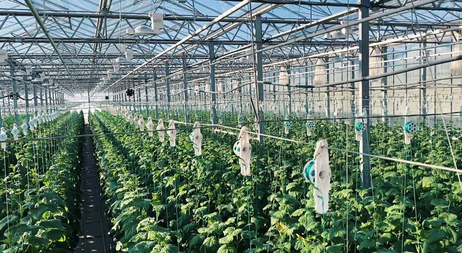Продается функионирующий бизнес. Теплица!