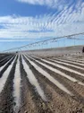Высокодоходный агропроект с экспортом в Китай