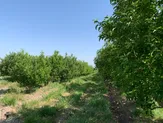 Продажа садов в Алматинской области