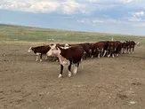 Сельское хозяйство с племенным скотом