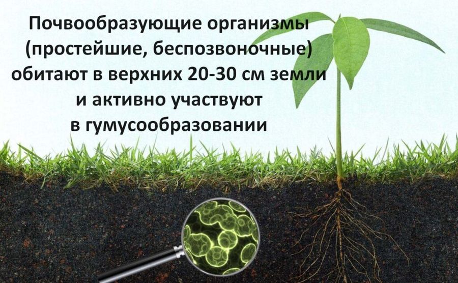Теплица с фермой по разведению червей