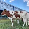 Молочная ферма