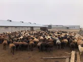 Сельское хозяйство с племенным скотом