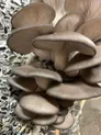 Теплица под грибы - вешенки