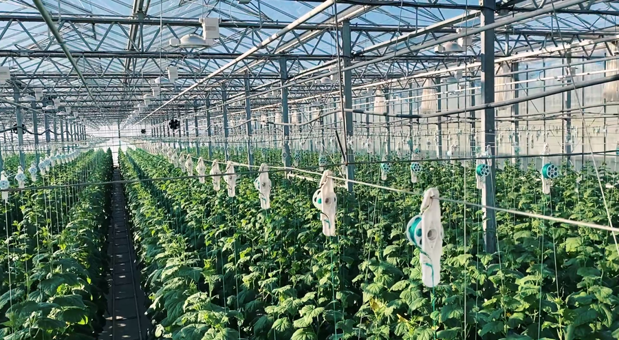 Продается функионирующий бизнес. Теплица!