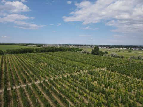 Яблоневый сад в Алматинской области