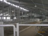 Молочно-товарная ферма на 500 голов КРС