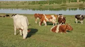 Крестьянское хозяйство