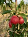 Интенсивный яблоневый сад 70га в с. Турген, Алматинская область